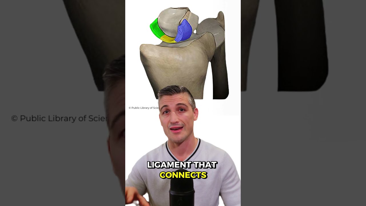 The Small But Important Wrist Ligament You Don T Know About Scapholunate Explained 