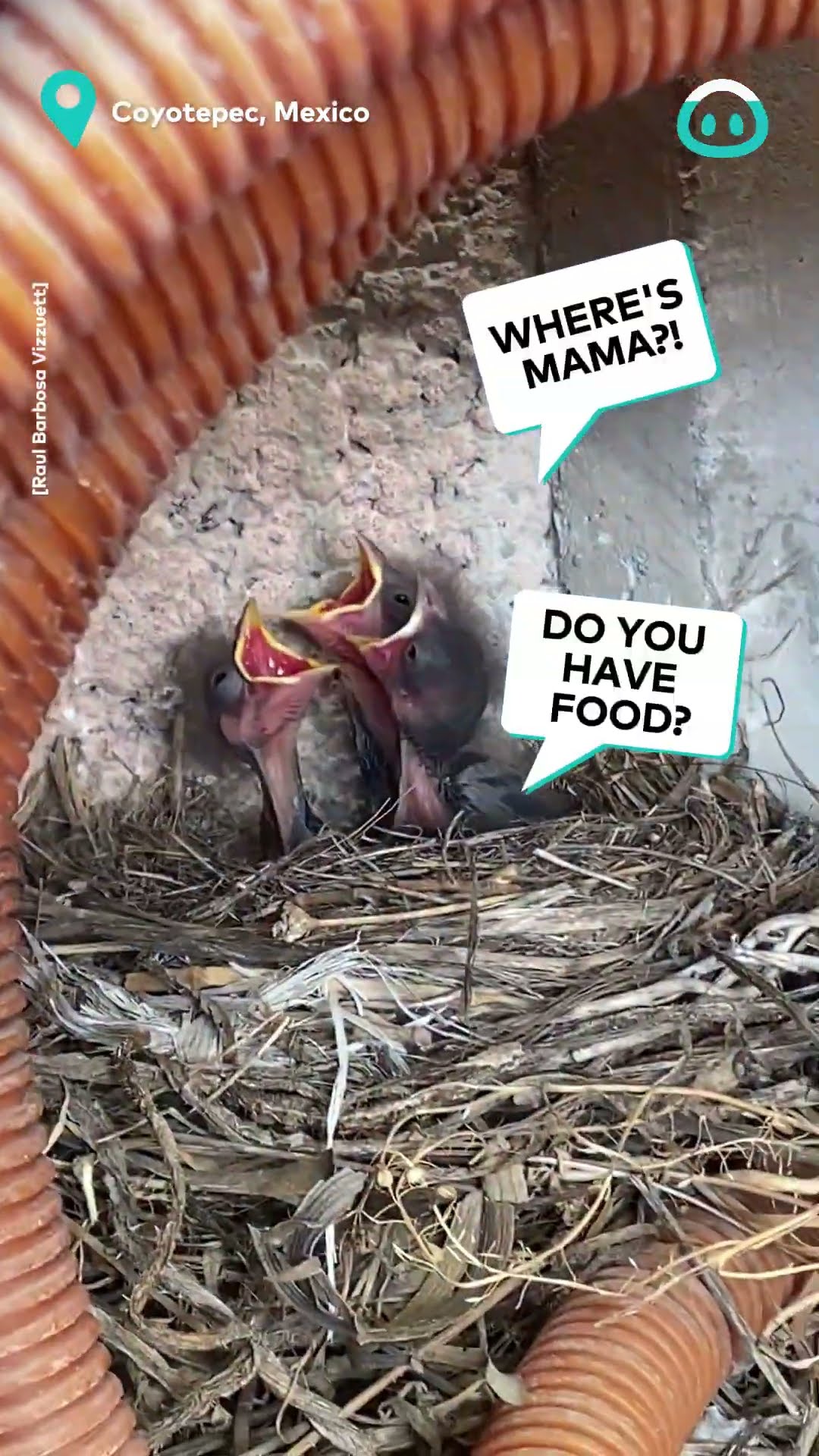 Baby Birds Wait For Mama In Old Hose || ViralHog