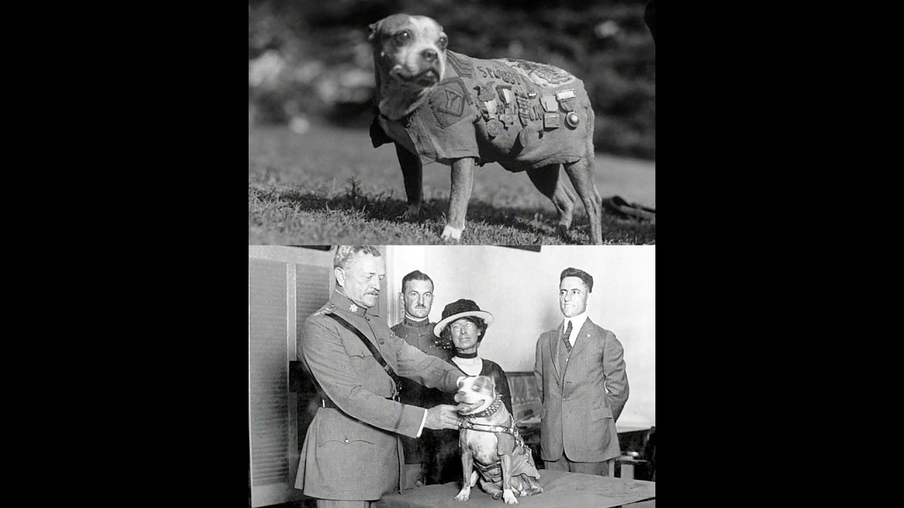 The Story of Sergeant Stubby