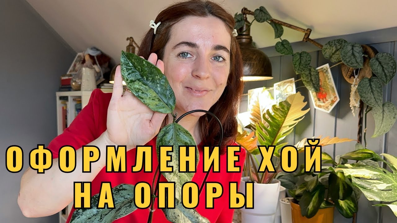 Оформляю хойи на опоры, сажаю на фитиль, болтаю про сокращение и обновление коллекции.