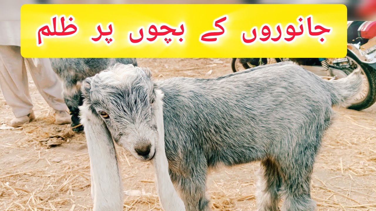 Stand for baby animals 😭 