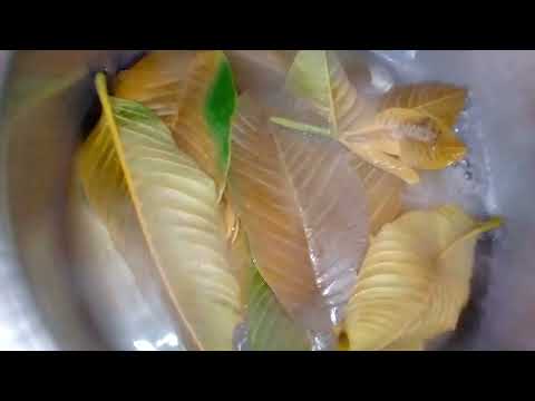 Je Umewahi Kujitibu Magonjwa Haya Kwa Majani Ya Mpera