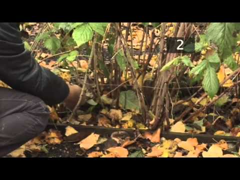 How To Prune Raspberries and Blackberries