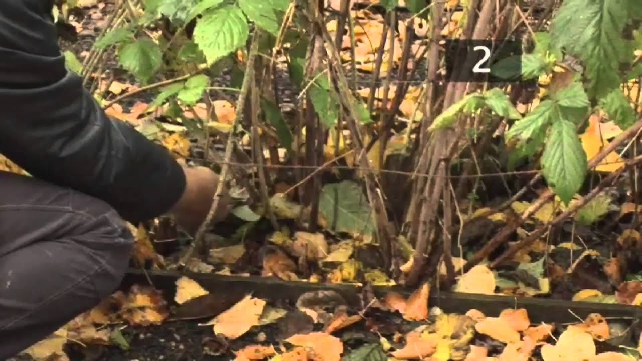 How To Prune Raspberries and Blackberries YouTube