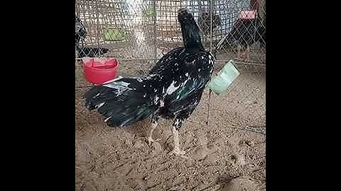 แม่ไก่ไทย เหลืองหางขาว ร้องจะไข่