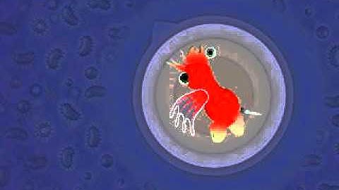 Spore asymetry in cell stage