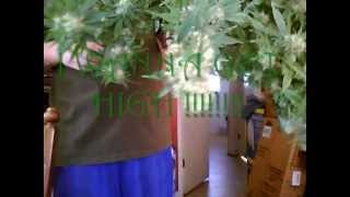 LIJE Smokin Dro