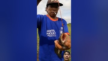 nhấp cá Lóc bằng vịt và nhái/Snakehead fish with duck and frog