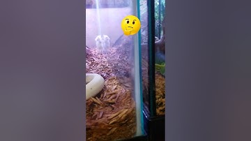 Ball Pythons vs Mice!! (Warning live feeding!)