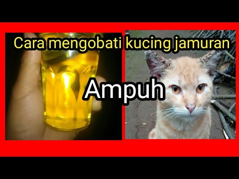 Cara ampuh mengobati Kucing jamuran/scabies