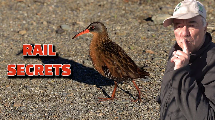 Virginia Rails and Sora are BAD at hiding