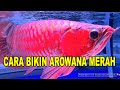 RAHASIA BIKIN AROWANA MERAH MERONA - SUPER RED