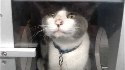 A Hug From Taylor Swift - Challenge #2