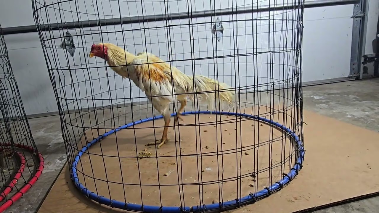 Update Qaib 2025 to 2026 Ep 10