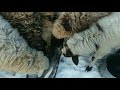 Рацион кормления овец во второй половине зимы