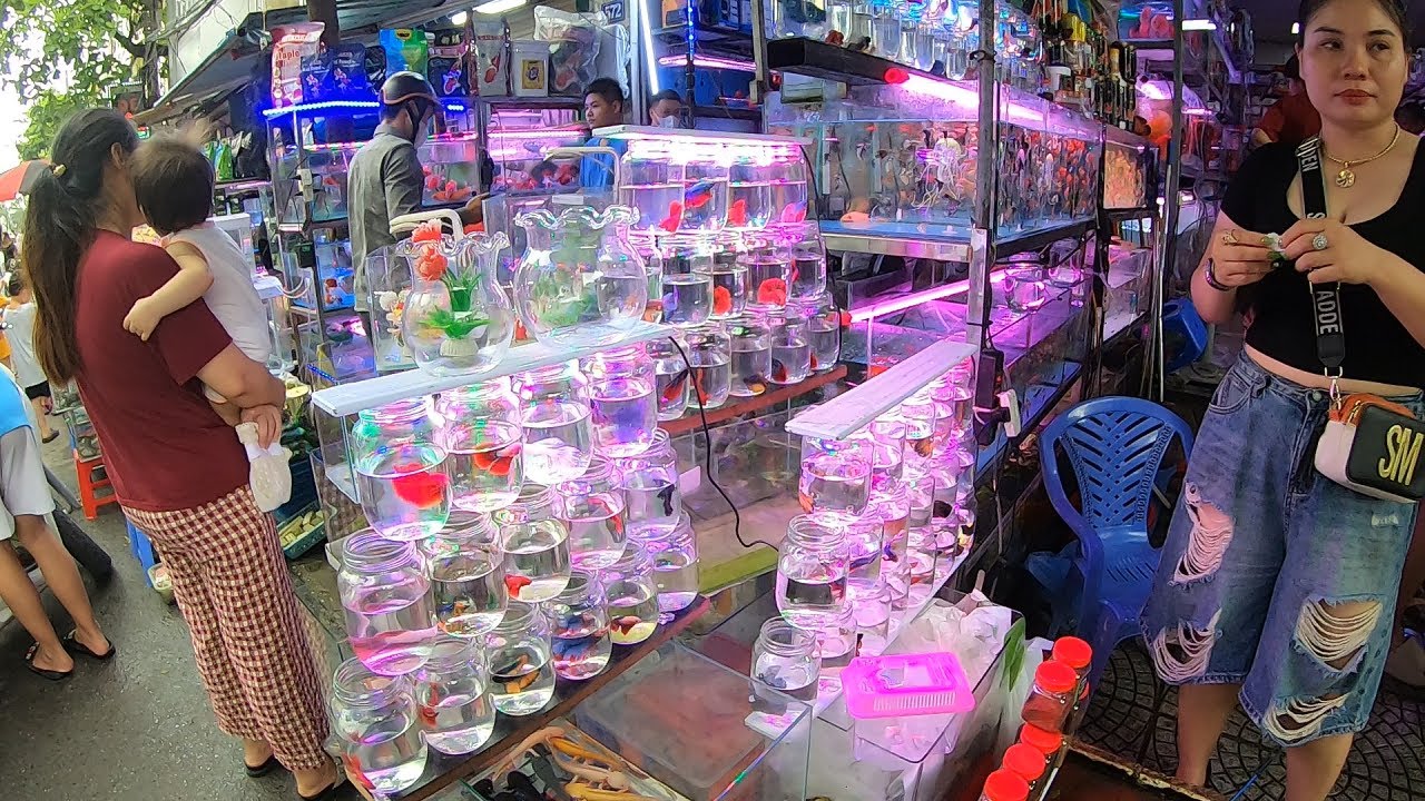 Затерялся на загадочном рынке аквариумных рыбок | Множество красивых рыб