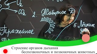 картинка: Строение органов дыхания беспозвоночных и позвоночных животных. 7 класс.