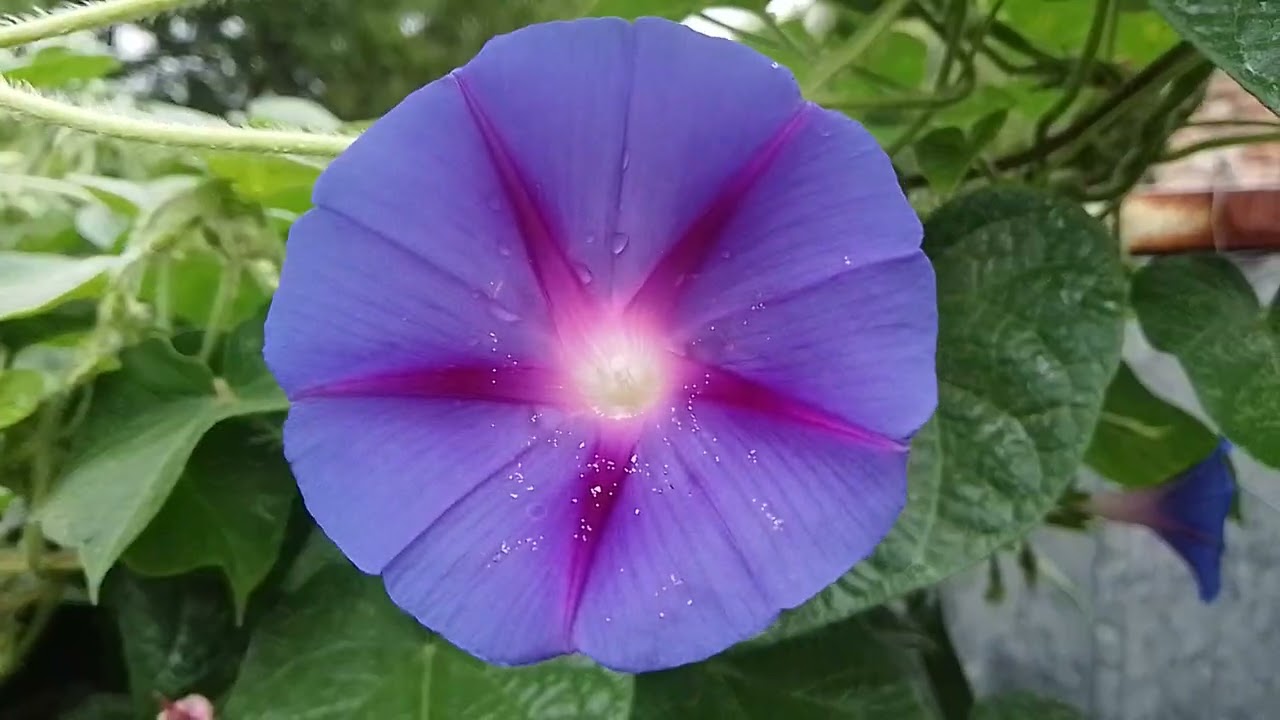 My Creepers and Climbers day by day / Day 47 - Partly Cloudy