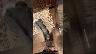 Precious Baby Goat Head Butting Owner’s Leg