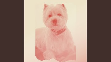 Pulsating Jazz Trio - Vibe for Rescue Puppies