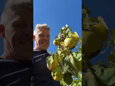 Too Much of a Good Thing? Pruning Fruit Trees.