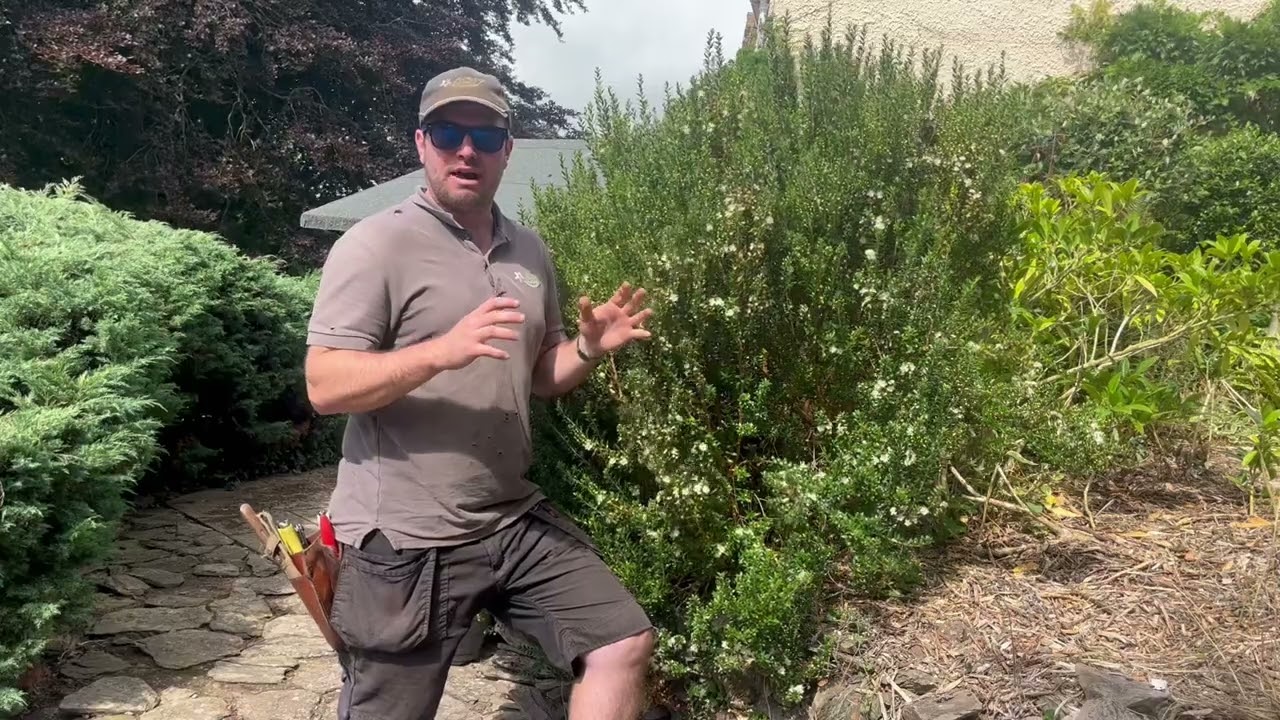 All About Myrtus Communis (Common Myrtle)