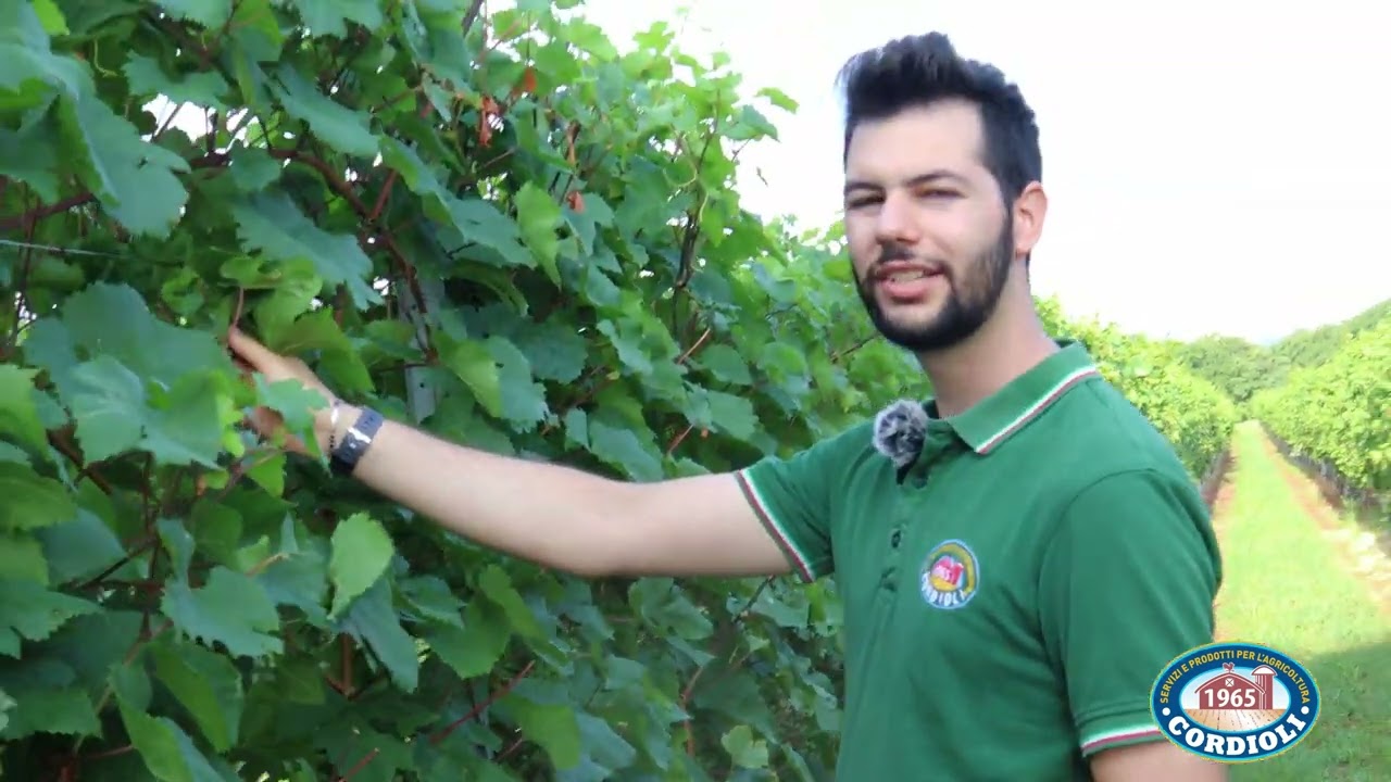 CORDIOLI SRL - Il nostro tecnico Spiega la Peronospora