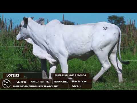 LOTE 52
