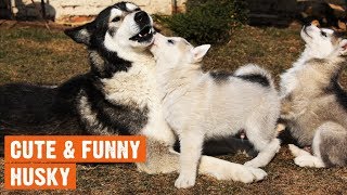 Cute And Funny Husky Compilation by I Love My Dog 91 views 5 years ago 6 minutes, 4 seconds