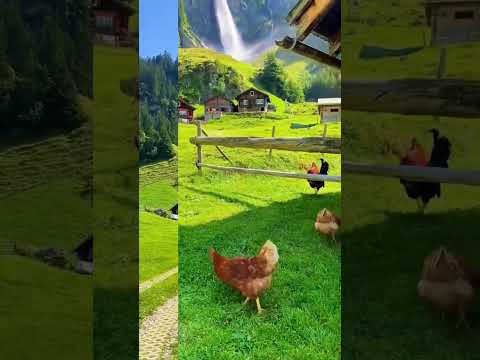 فيروز حبيبي ندهلي قلي الشتي راح طبيعة سويسرا اكسبلور فيروز فيروزيات انا لحبيبي وحبيي الي