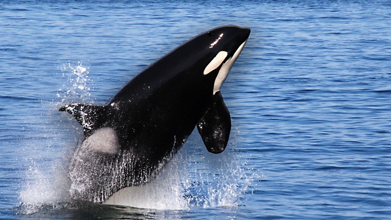 10 Things You Didn’t Know About Orcas! - YouTube