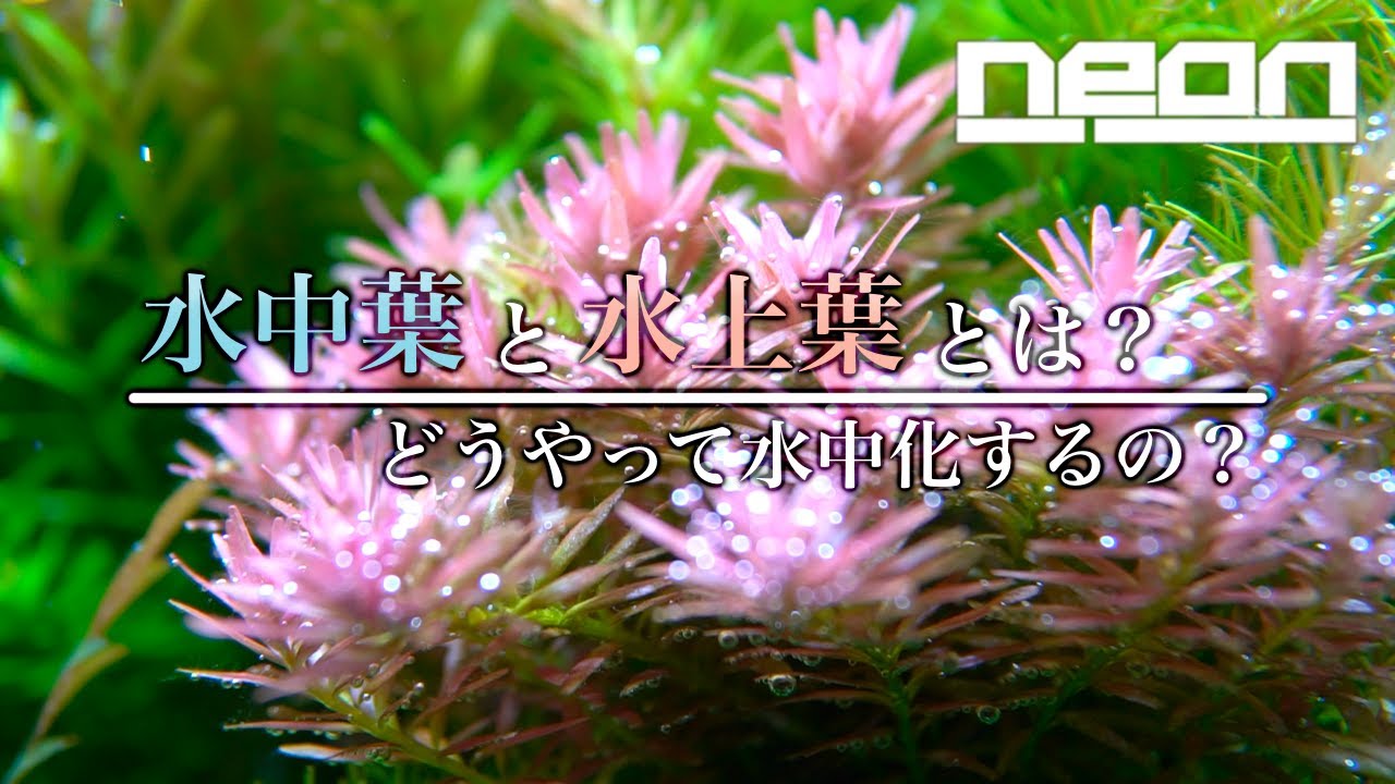 葉水 さま 水中葉を枯らさずに水上化！99.5%成功したやり方を大公開