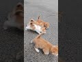Training for kittens  kitten follow the leader