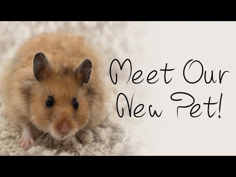 sweetwater Meet Our New Pet!