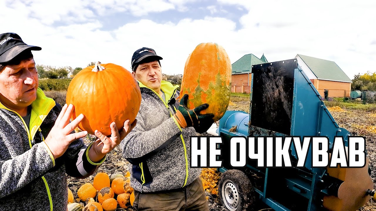 Великий урожай гарбузів 🎃 на маленькому городі!