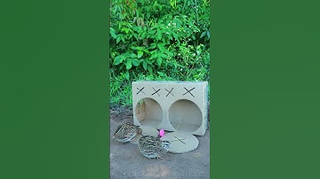 Amazing The Best Quick Quail Trap Technique #shorts