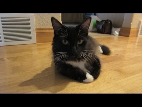 How to Amuse a Cat