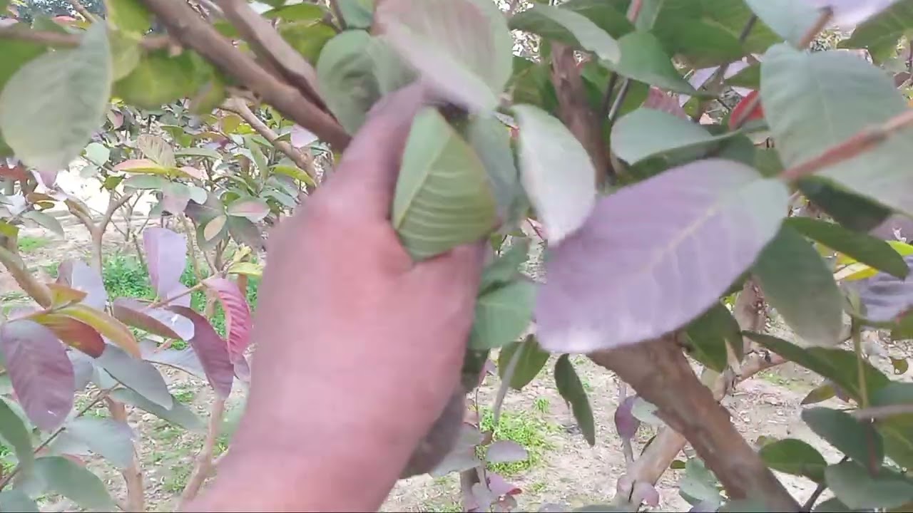 Amrod ka ziada pahl  or chitri  or gherne ka alaj#viral #guavafruits #tarand 