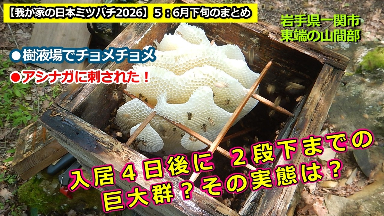 我が家の日本ミツバチ2026】5：巨大群？その後・6月下旬のまとめ