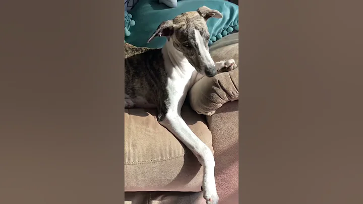 When the sun hits just right #shorts #puppy  #wholesome #dogsofyoutube #whippets