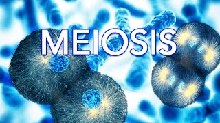 MEIOSIS - MADE SUPER EASY - ANIMATION - YouTube