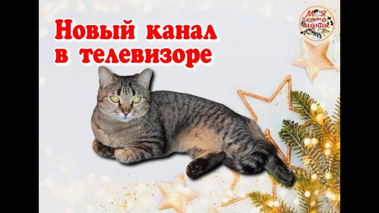 Новый канал в телевизоре. New channel on TV.