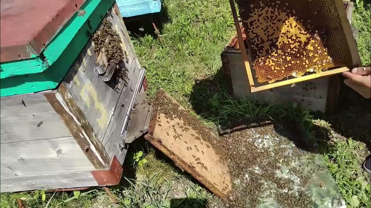 Метод демари в пчеловодстве. Объединение пчелосемей. Как вывести семью из роевого состояния. Роевые маточники у пчел. Роевое состояние пчел признаки.