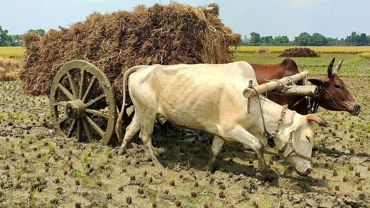 Bull cart heavy fully load stuck in mud // cow videos // Village Agriculture