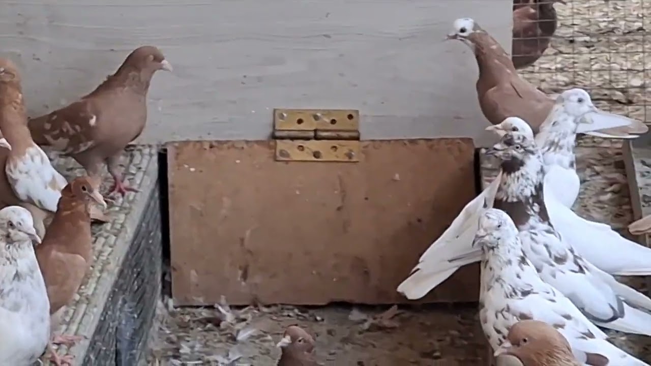 Бакинские голуби Заура в Нальчике!