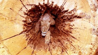 Loggers Couldn’t Believe What They Found In The Middle of A Tree
