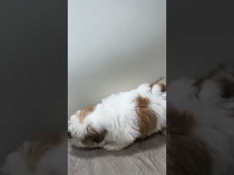 shihtzu#8392, Male, North Miami