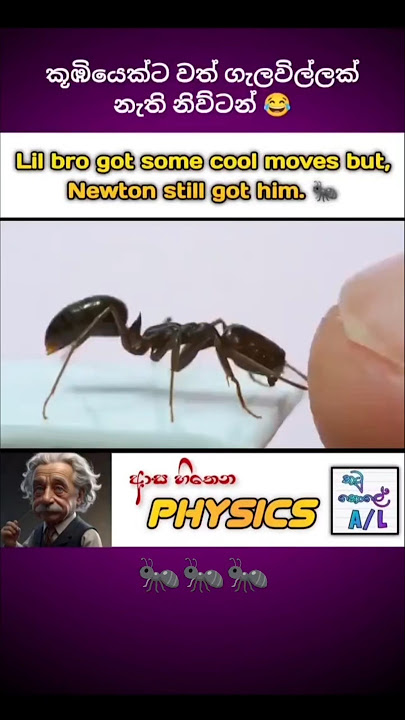 Newton's 3rd Law 😂 | Mechanics | Asa hithena Physics - 61 🤩 #newton #newtonslaws #physics #ants