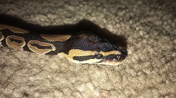 Raising my first Ball Python! (Time Log in description!)