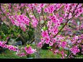 Điệp Khúc Mùa Xuân - Nguyễn Phi Hùng